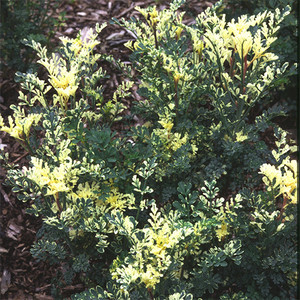 Ruta graveolens variegata - fr kp hos Plantanica webbutik