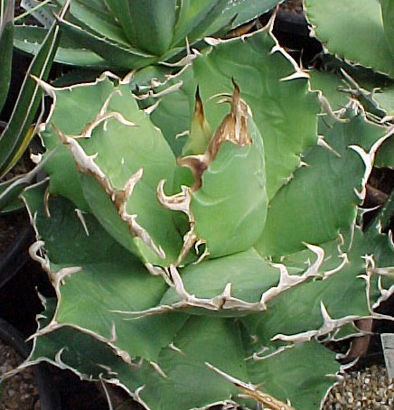 Agave titanota - fr kp hos Plantanica webbutik