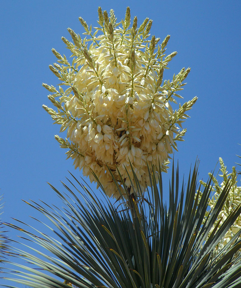 Yucca filamentosa - Fiberpalmlilja - fr kp hos Plantanica webbutik