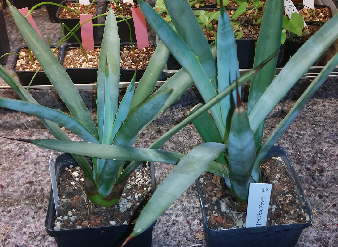 Agave macroacantha - planta kp hos Plantanica webbutik