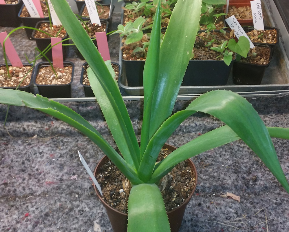 Agave sp - stor planta kp hos Plantanica webbutik