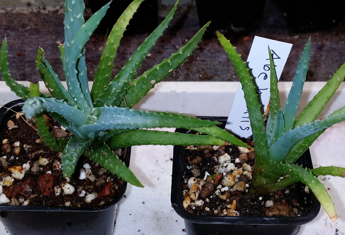 Aloe humilis - liten planta kp hos Plantanica webbutik