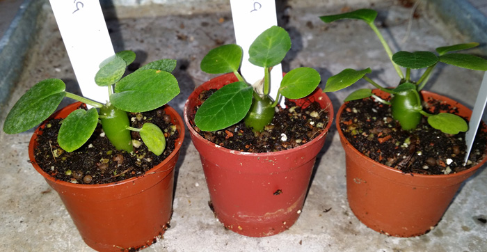 Dorstenia foetida - liten planta kp hos Plantanica webbutik