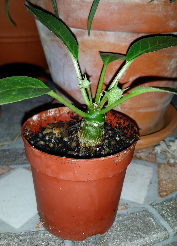 Dorstenia foetida - fr kp hos Plantanica webbutik