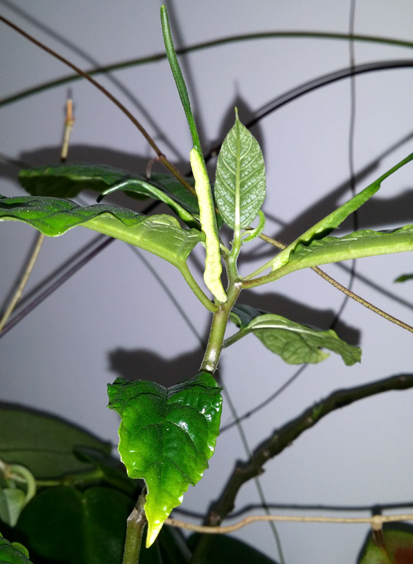 Dorstenia sp smala avlngablommor - rotad kp hos Plantanica webbutik
