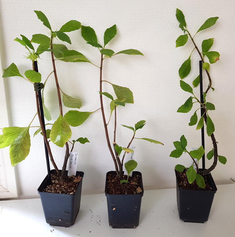 Dorstenia zanzibarica - planta kp hos Plantanica webbutik