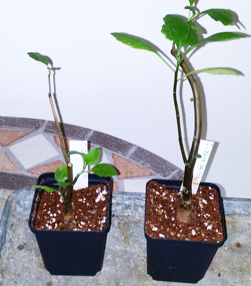 Dorstenia zanzibarica - planta kp hos Plantanica webbutik