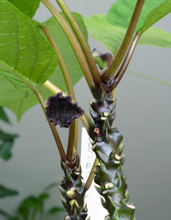 Dorstenia bahiensis - liten planta kp hos Plantanica webbutik