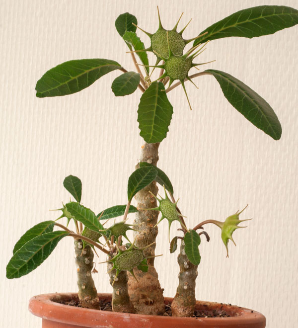 Dorstenia foetida - liten planta kp hos Plantanica webbutik