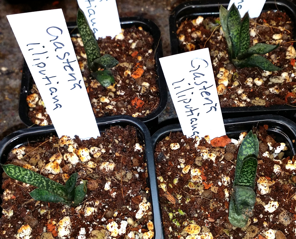 Gasteria liliputana - liten planta köp hos Plantanica webbutik