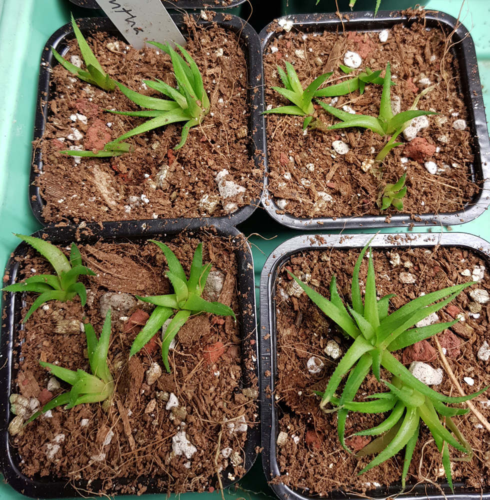 Haworthia clorantha - liten planta kp hos Plantanica webbutik
