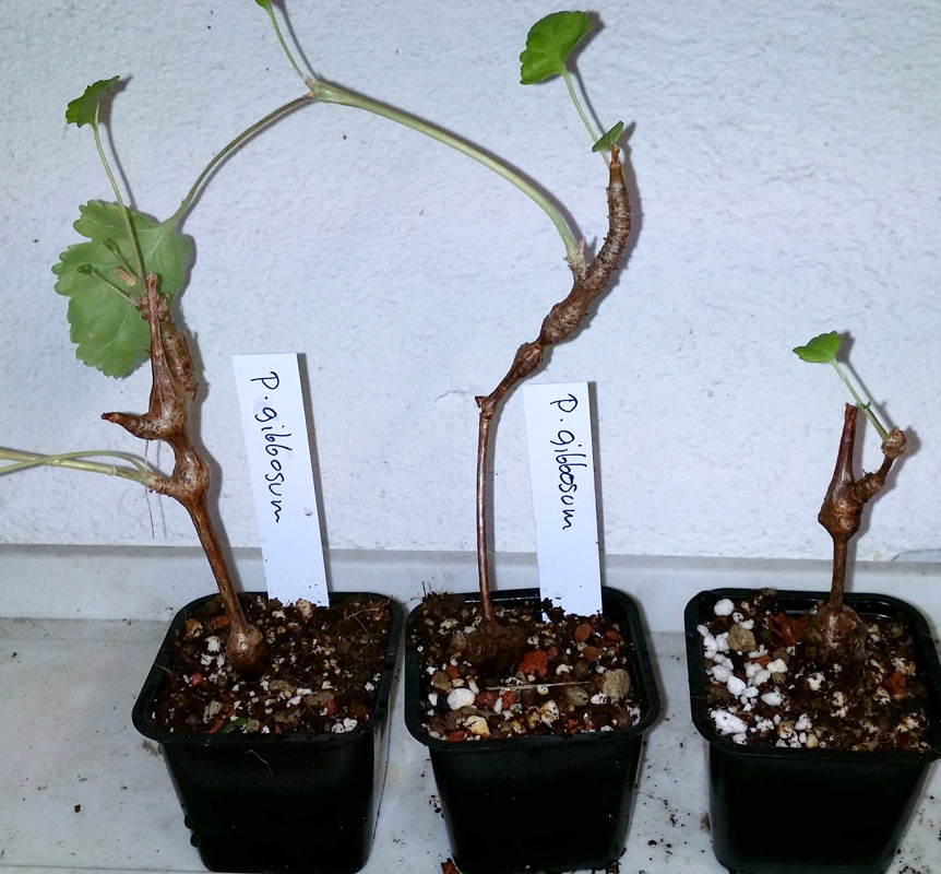 Pelargonium gibbosum - rotad stickling kp hos Plantanica webbutik