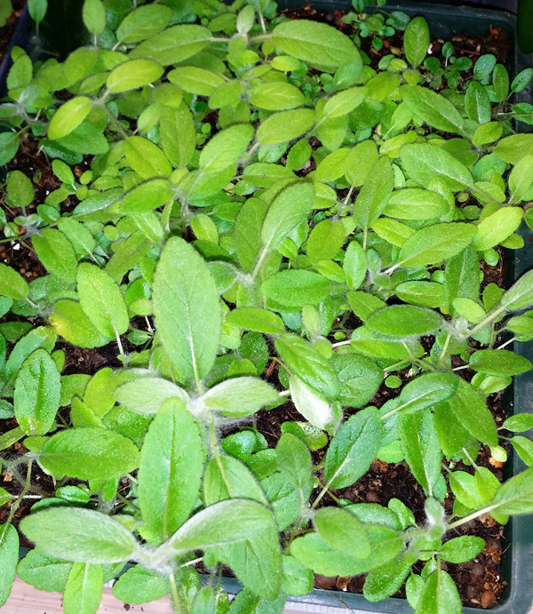 Sinningia Rechsteineria leucotricha - fr kp hos Plantanica webbutik