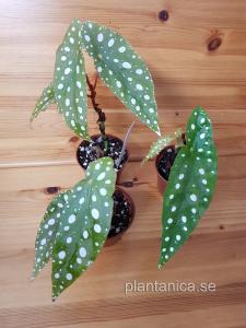 Begonia - Forellbegonia - planta köp hos Plantanica webbutik