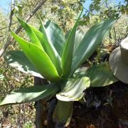 Agave elleemetiana - frö köp hos Plantanica webbutik