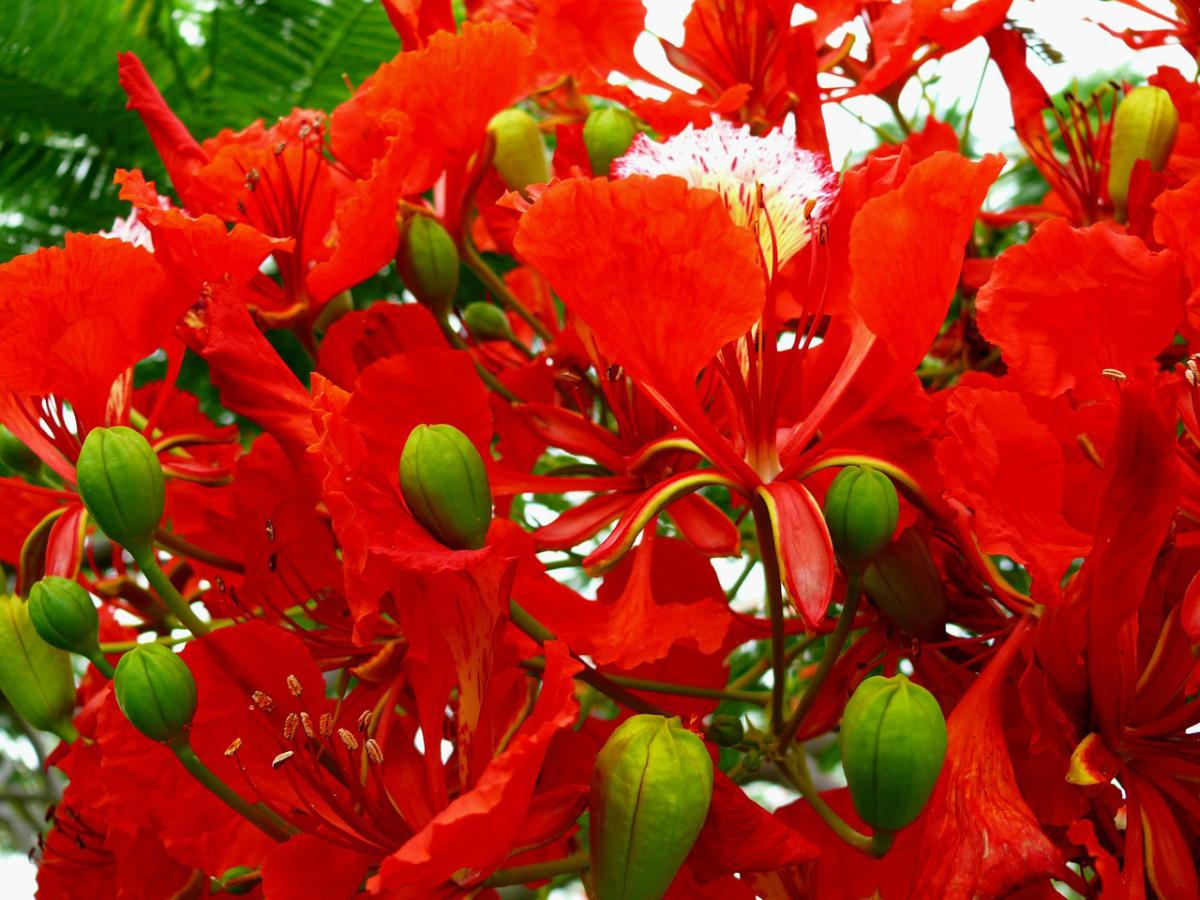 Delonix regia - Flamboyant - Flamträd frö köp hos Plantanica webbutik