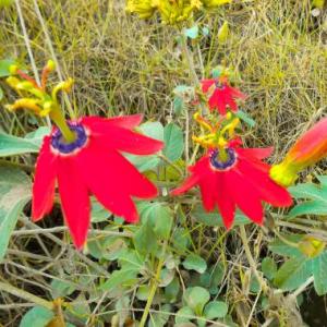 Passiflora manicata - röd passionsblomma - frö köp hos Plantanica webbutik