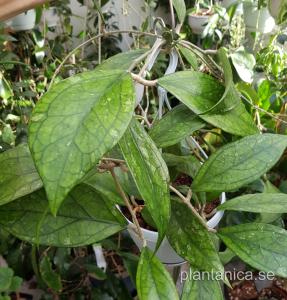 Hoya sp Germany - rotad köp hos Plantanica webbutik