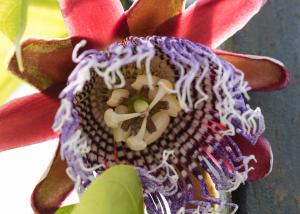 Passiflora quadrangularis - passionsblomma - frö köp hos Plantanica webbutik