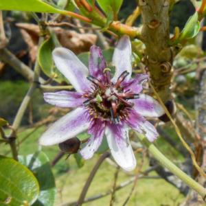 Passiflora alnifolia - frö köp hos Plantanica webbutik