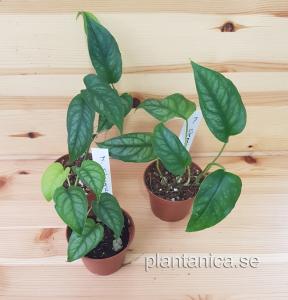 Monstera siltepecana - planta köp hos Plantanica webbutik