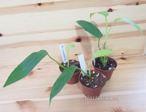 Philodendron oxapapense - liten planta köp hos Plantanica webbutik