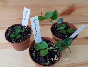 Hoya krohniana - rotad köp hos Plantanica webbutik
