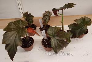Begonia Irene Nuss - rotad liten planta köp hos Plantanica webbutik