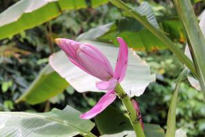 Musa velutina - rosa dvärgbanan - sammetsbanan - frö köp hos Plantanica webbutik
