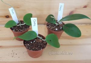 Hoya dossy rotad köp hos Plantanica webbutik