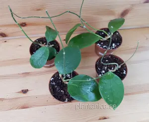 Hoya nicholsoniae X verticillata - rotad köp hos Plantanica webbutik