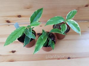 Hoya multiflora variegata - rotad köp hos Plantanica webbutik