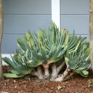 Aloe plicatilis - frö köp hos Plantanica webbutik