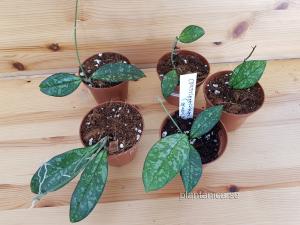 Hoya crassipetiolata splash - rotad köp hos Plantanica webbutik