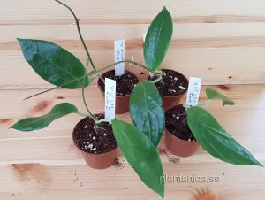 Hoya Sp Flores Island UT 039 - rotad köp hos Plantanica webbutik