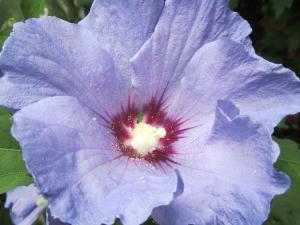 Hibiscus syriacus - Frilands hibiscus - frö köp hos Plantanica webbutik