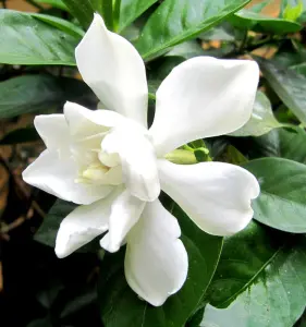 Gardenia jasminoides - frö köp hos Plantanica webbutik