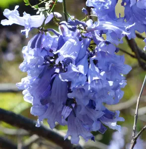 Jacaranda mimosifolia - frö köp hos Plantanica webbutik