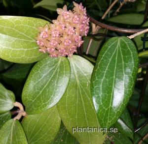 Hoya fitchii rotad köp hos Plantanica webbutik