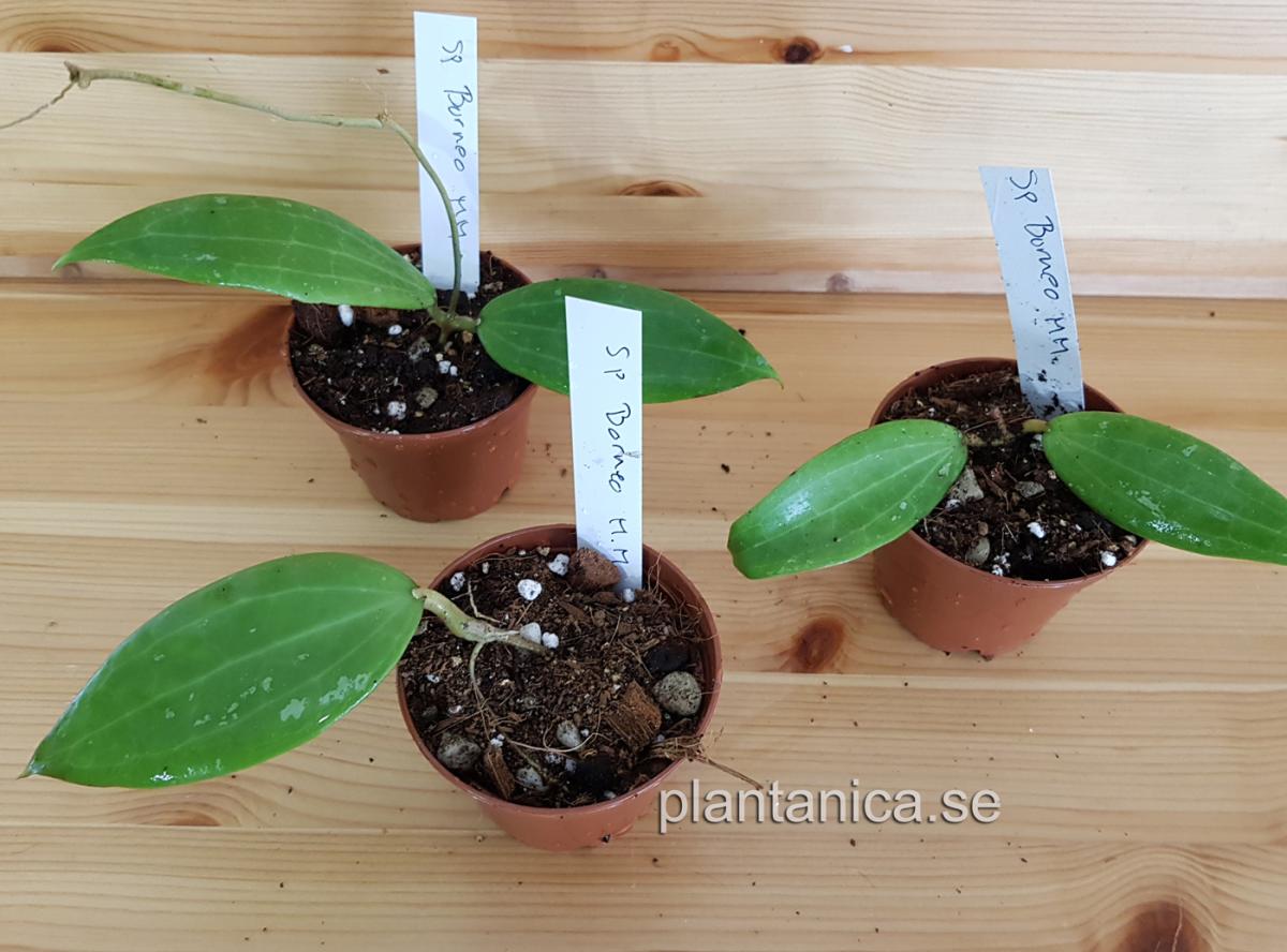 Hoya sp Borneo MM - rotad köp hos Plantanica webbutik