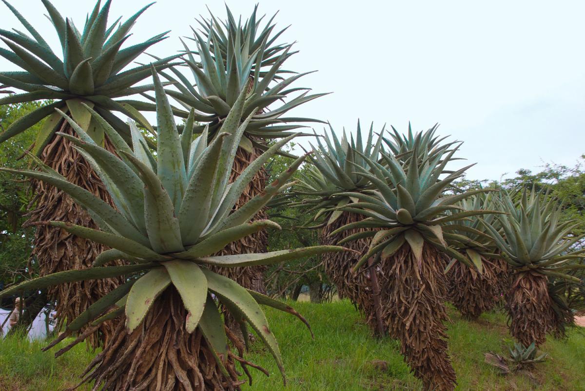 Aloe ferox - frö köp hos Plantanica webbutik