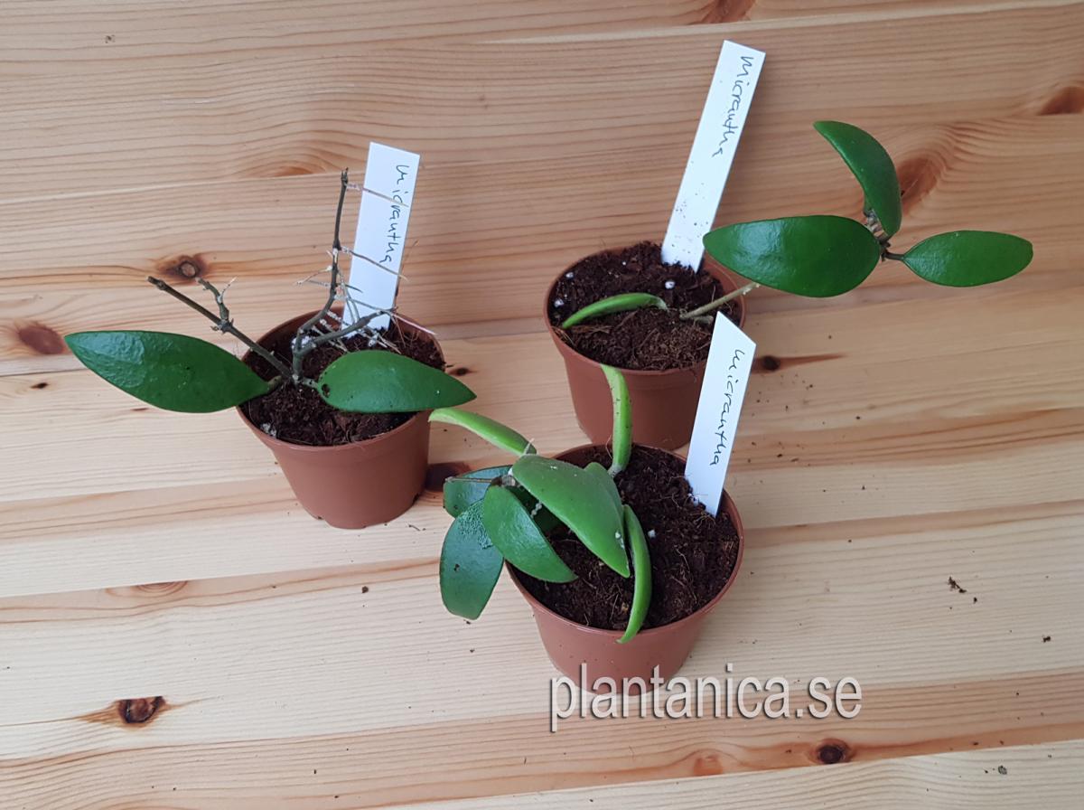 Hoya micrantha rotad köp hos Plantanica webbutik