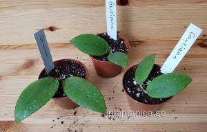 Hoya fauziana - rotad köp hos Plantanica webbutik