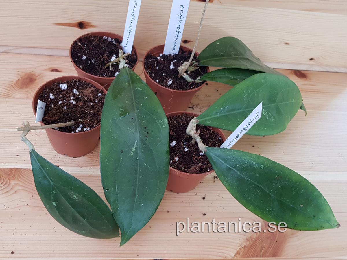 Hoya erythrostemma rotad köp hos Plantanica webbutik