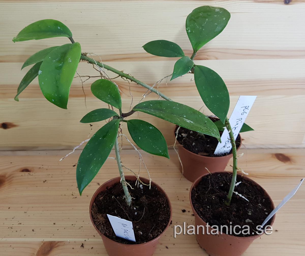 Hoya pubicalyx Pink Silver rotad köp hos Plantanica webbutik