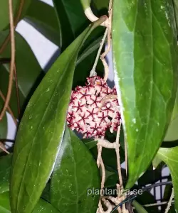 Hoya erythrostemma rotad köp hos Plantanica webbutik