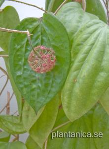 Hoya glabra Ulu Apin Apin rotad köp hos Plantanica webbutik
