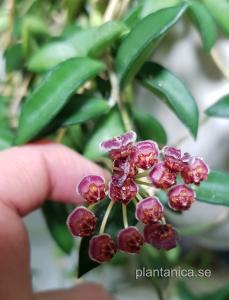 Hoya sp PG 04 mini wayetii - rotad köp hos Plantanica webbutik