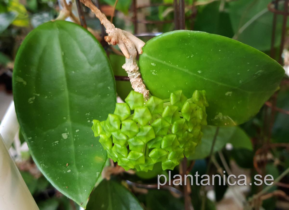 Hoya sp NS 07-193 - rotad köp hos Plantanica webbutik