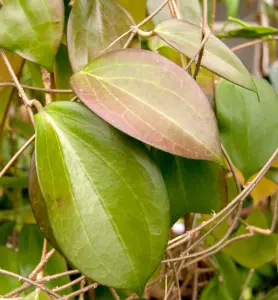 Hoya nicholsoniae rotad köp hos Plantanica webbutik